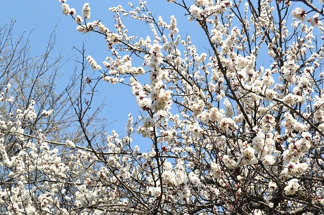 Free download Spring Flowers Tree Cherry -  free photo or picture to be edited with GIMP online image editor