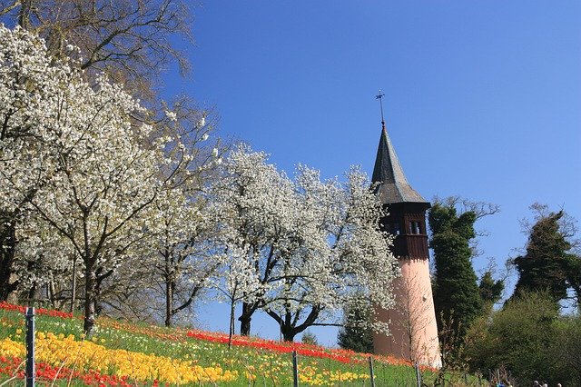 Descărcare gratuită Spring Flowers Lalele - fotografie sau imagini gratuite pentru a fi editate cu editorul de imagini online GIMP