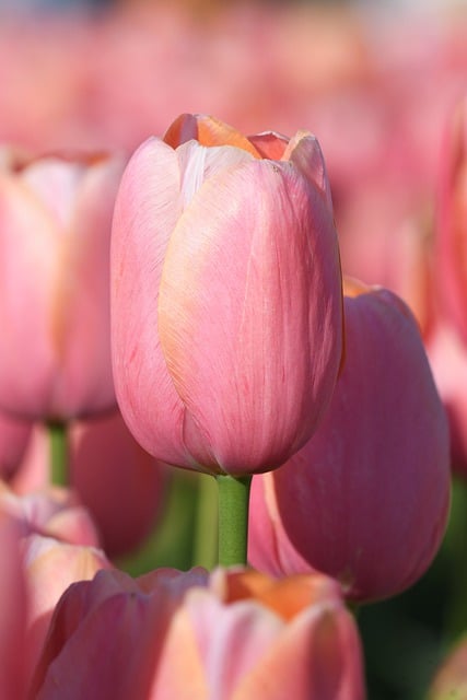 Free download spring flowers tulips seasonal free picture to be edited with GIMP free online image editor