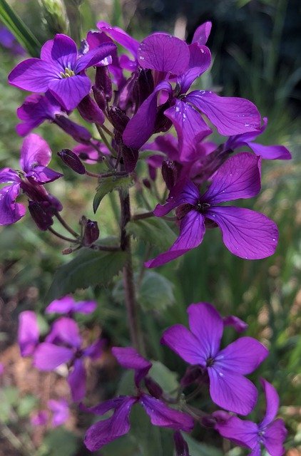 הורדה חינם Spring Flowers Violet - תמונה או תמונה בחינם לעריכה עם עורך התמונות המקוון GIMP
