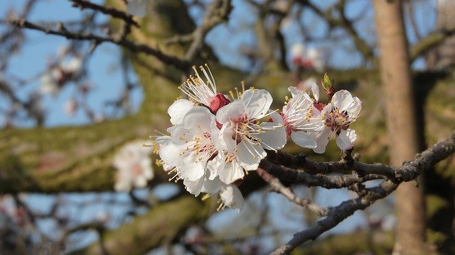Безкоштовно завантажте Spring Flowers White - безкоштовну фотографію чи зображення для редагування за допомогою онлайн-редактора зображень GIMP
