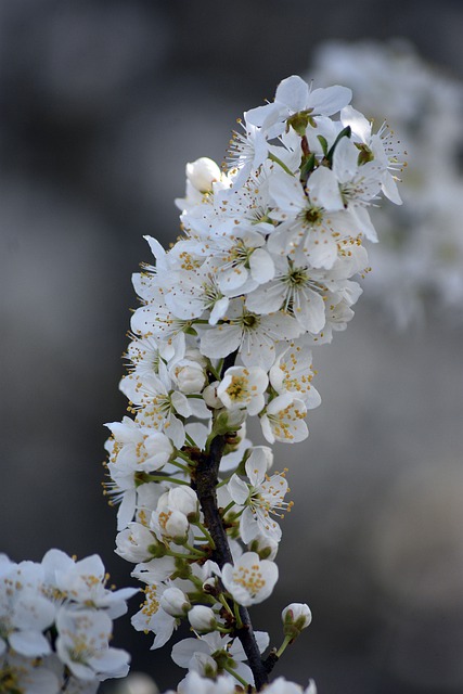 Free download spring flowers white flowers nature free picture to be edited with GIMP free online image editor