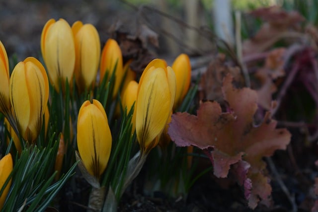 Free download spring flowers yellow flowers free picture to be edited with GIMP free online image editor