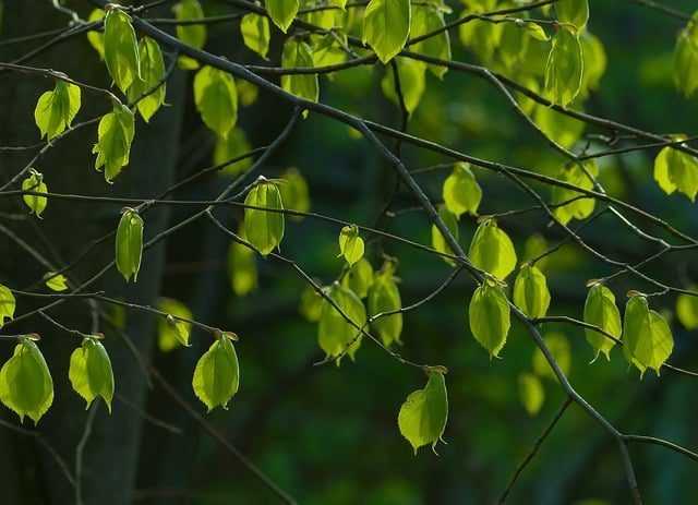 Free download spring foliage linden leaves free picture to be edited with GIMP free online image editor