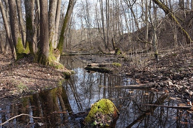 Spring Forward Nature 무료 다운로드 - 무료 사진 또는 GIMP 온라인 이미지 편집기로 편집할 사진