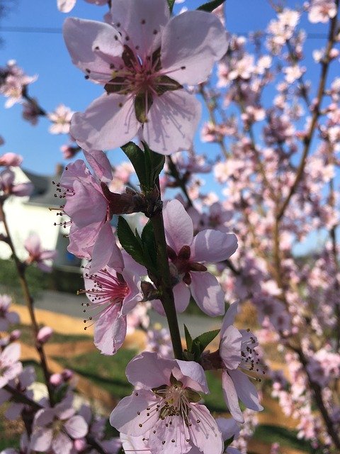 Ücretsiz indir Spring Fruit Tree - GIMP çevrimiçi resim düzenleyici ile düzenlenecek ücretsiz fotoğraf veya resim