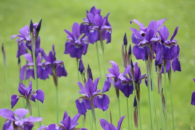 Free download Spring Garden Flowers -  free photo or picture to be edited with GIMP online image editor