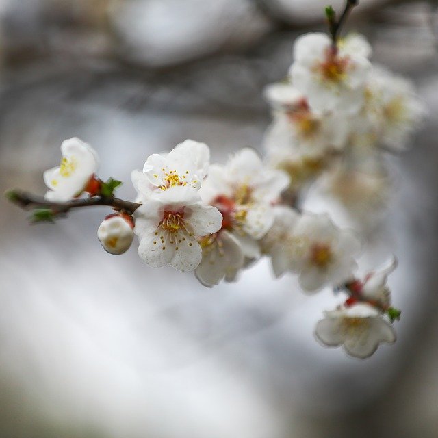 Descărcare gratuită Spring Germination Plum Blossom - fotografie sau imagini gratuite pentru a fi editate cu editorul de imagini online GIMP