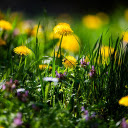 Spring Grass Flower Garden  screen for extension Chrome web store in OffiDocs Chromium
