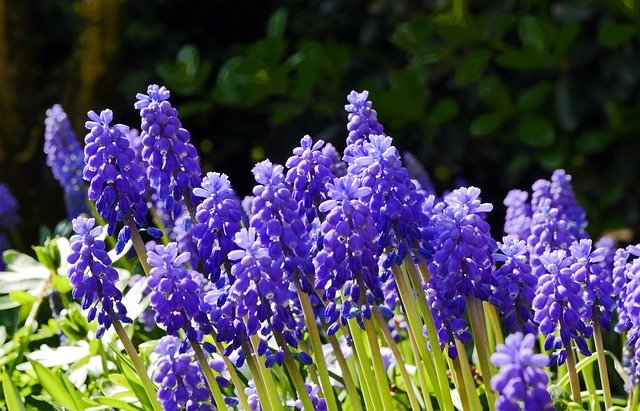 Free download Spring Hyacinth Garden Home -  free photo or picture to be edited with GIMP online image editor