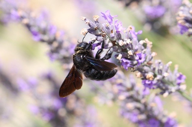 Free download Spring Insect Bee -  free photo or picture to be edited with GIMP online image editor