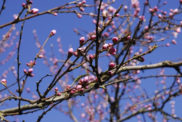 Free download Spring Japanese Flowering Cherry -  free photo or picture to be edited with GIMP online image editor