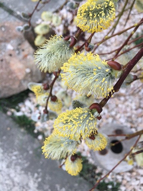 ດາວໂຫລດຟຣີ Spring Laburnum Lemon - ຮູບພາບຫຼືຮູບພາບທີ່ບໍ່ເສຍຄ່າເພື່ອແກ້ໄຂດ້ວຍຕົວແກ້ໄຂຮູບພາບອອນໄລນ໌ GIMP