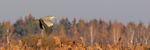 Free download Spring Lake Grey Heron Flight -  free photo or picture to be edited with GIMP online image editor