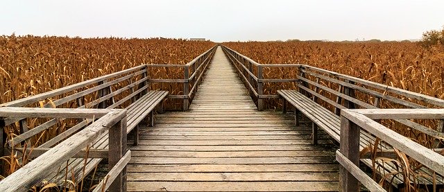Free picture Spring Lake Web Boardwalk -  to be edited by GIMP free image editor by OffiDocs