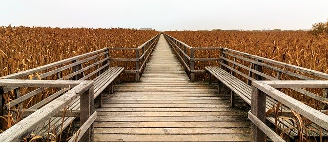 Free download Spring Lake Web Boardwalk -  free photo or picture to be edited with GIMP online image editor