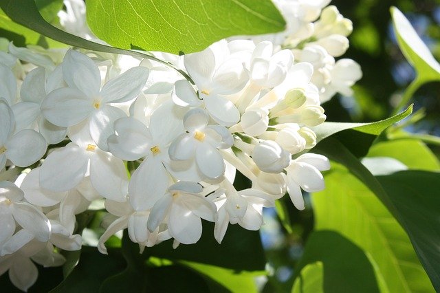 Безкоштовно завантажте Весняні квіти бузку - безкоштовне фото або зображення для редагування за допомогою онлайн-редактора зображень GIMP