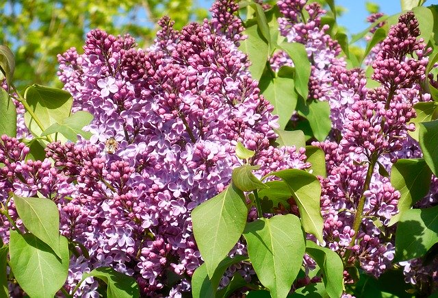 Download grátis Spring Lilac Syringa - foto ou imagem grátis para ser editada com o editor de imagens online GIMP