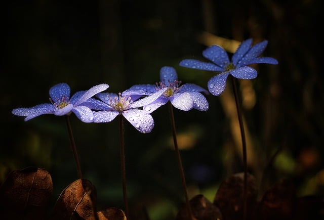 Free download spring liver flower flower nature free picture to be edited with GIMP free online image editor