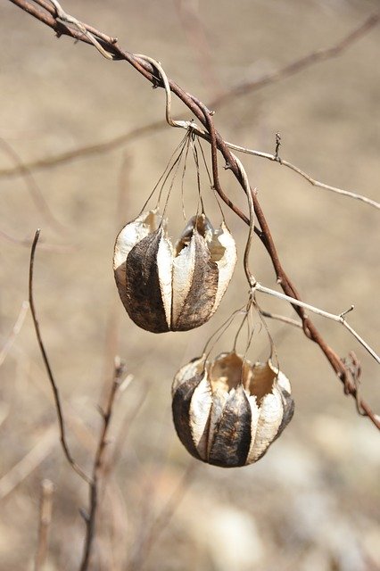 Free download Spring Macro Plants -  free photo or picture to be edited with GIMP online image editor