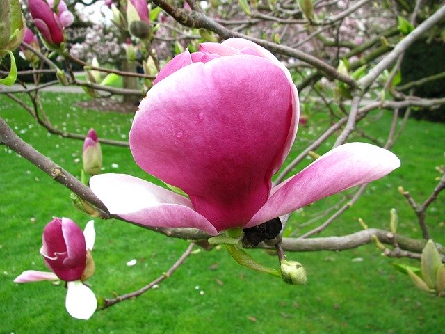 Download gratuito Spring Magnolia Blossom: foto o immagine gratuita da modificare con l'editor di immagini online GIMP