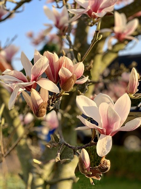 Free download Spring Magnolia Plant -  free photo or picture to be edited with GIMP online image editor