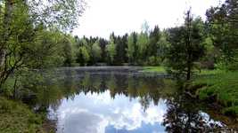 Free download Spring May Forest -  free video to be edited with OpenShot online video editor