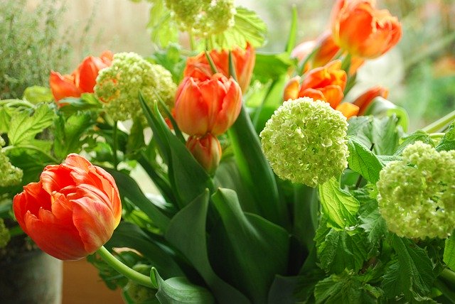 הורדה חינם Spring Mood Tulip Buquet - תמונה או תמונה בחינם לעריכה עם עורך התמונות המקוון GIMP