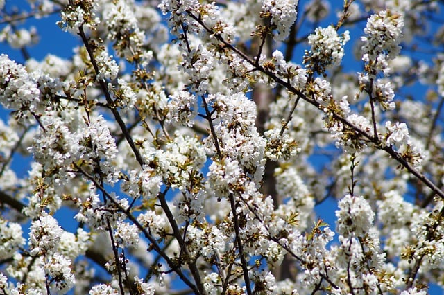 Free download spring nature background blossom free picture to be edited with GIMP free online image editor