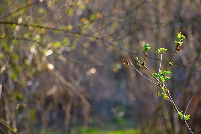 Free download Spring Nature Branch -  free photo or picture to be edited with GIMP online image editor
