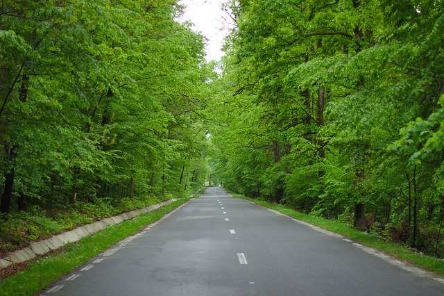 Free download Spring Nature Road -  free photo or picture to be edited with GIMP online image editor