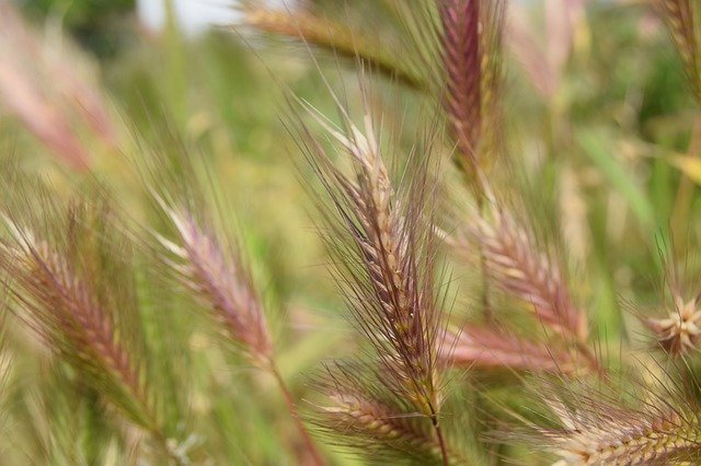 Free download Spring Nature Wheat -  free photo or picture to be edited with GIMP online image editor