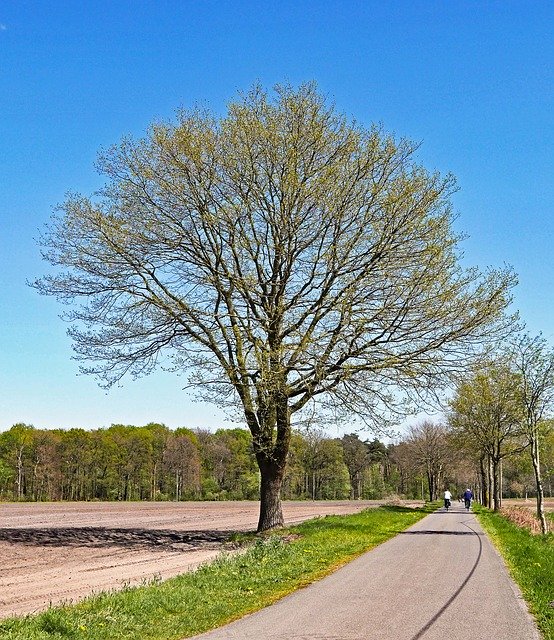 Free download Spring Oak Foliation -  free photo or picture to be edited with GIMP online image editor