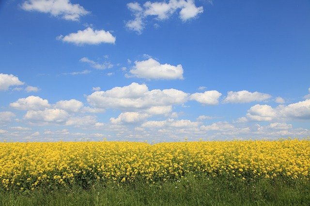 Free download Spring Oilseed Rape Sky -  free free photo or picture to be edited with GIMP online image editor