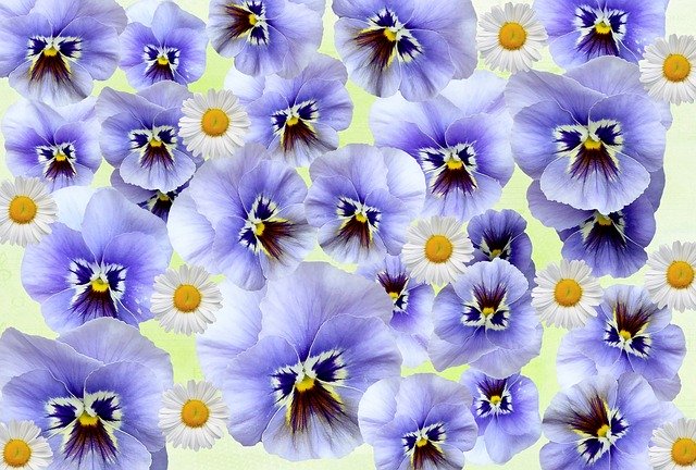 Free download Spring Pansy Flowers -  free illustration to be edited with GIMP free online image editor