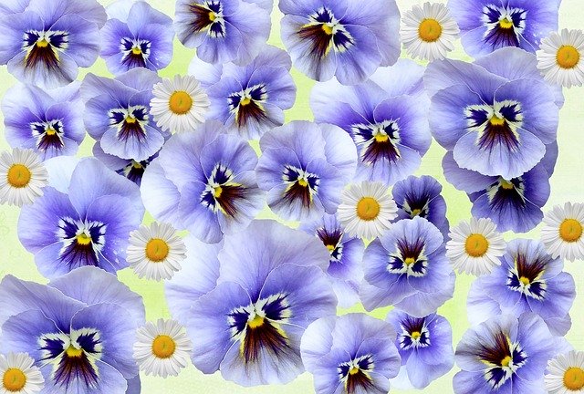 Muat turun percuma Spring Pansy Flowers - ilustrasi percuma untuk diedit dengan editor imej dalam talian percuma GIMP