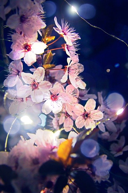 Descărcare gratuită Spring Petal Blooms At - fotografie sau imagini gratuite pentru a fi editate cu editorul de imagini online GIMP