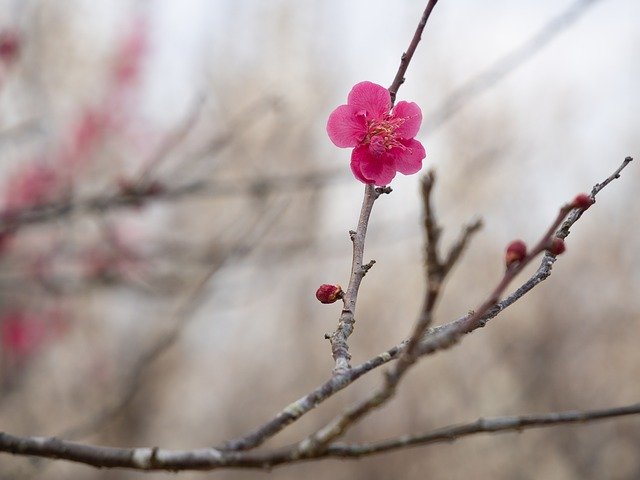 Unduh gratis Spring Plum Blossoms - foto atau gambar gratis untuk diedit dengan editor gambar online GIMP