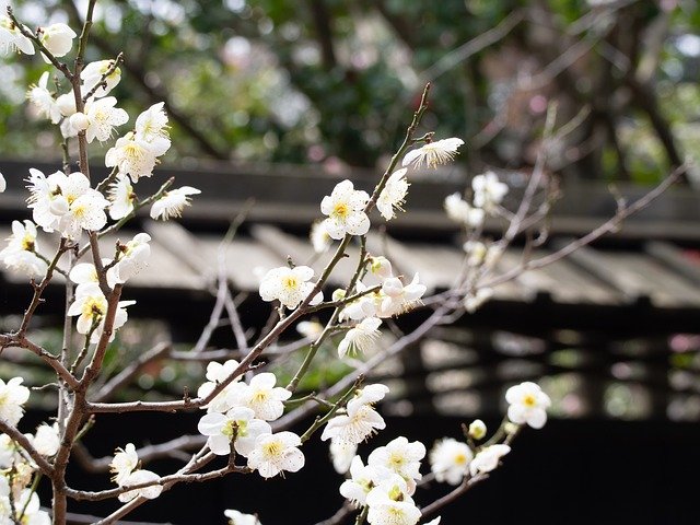 Kostenloser Download Spring Plum Flowers - kostenloses Foto oder Bild zur Bearbeitung mit GIMP Online-Bildbearbeitung