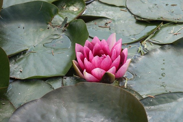 Free download Spring Pond Flower -  free photo or picture to be edited with GIMP online image editor