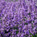 Spring purple flower field  screen for extension Chrome web store in OffiDocs Chromium