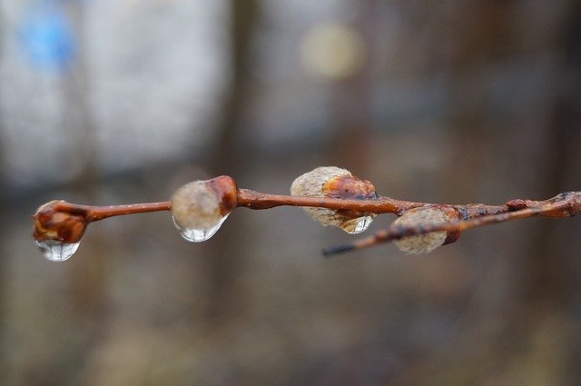 Unduh gratis Spring Rain Willow - foto atau gambar gratis untuk diedit dengan editor gambar online GIMP