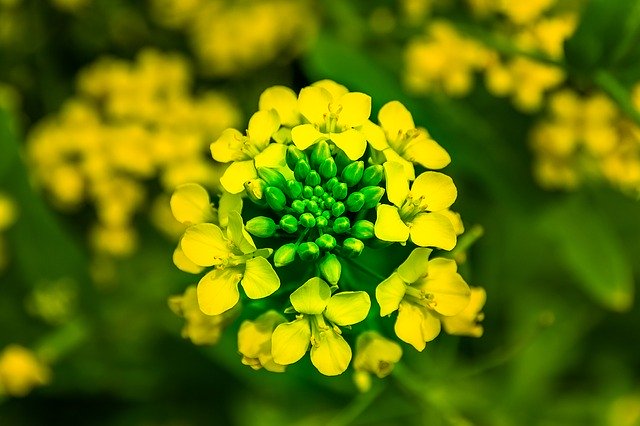 Free download Spring Rape Flowers Yellow -  free photo or picture to be edited with GIMP online image editor