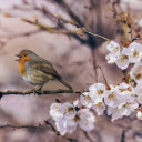 spring roses Theme  screen for extension Chrome web store in OffiDocs Chromium