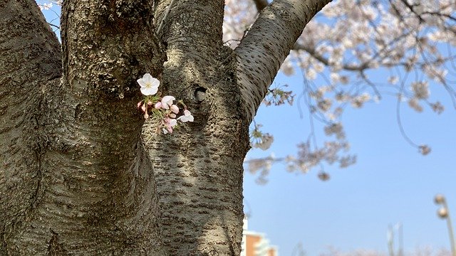Free download Spring Sakura Nature -  free photo or picture to be edited with GIMP online image editor