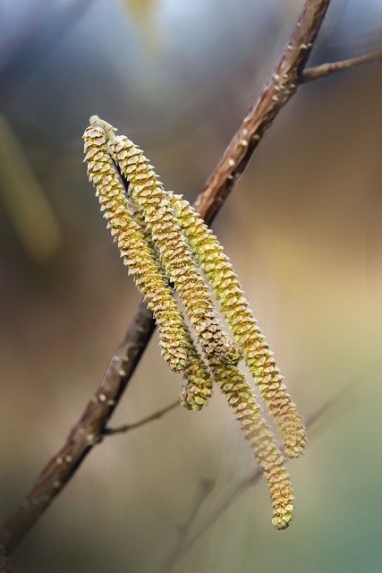 Free download spring smooth alder hazel alder free picture to be edited with GIMP free online image editor