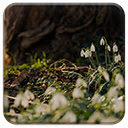 Spring Snowdrops  screen for extension Chrome web store in OffiDocs Chromium