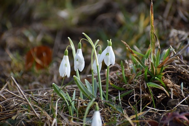 Free download spring snowdrops garden wildflowers free picture to be edited with GIMP free online image editor
