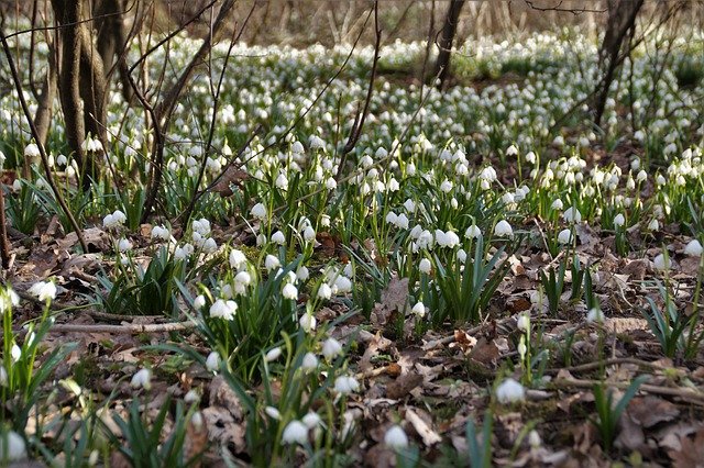 Free download spring snowflake flowers plants free picture to be edited with GIMP free online image editor