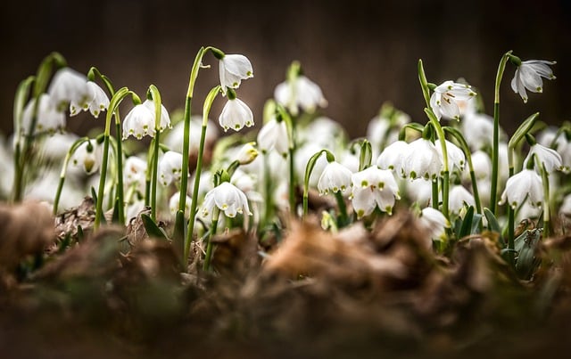 Free download spring snowflake snowdrops free picture to be edited with GIMP free online image editor